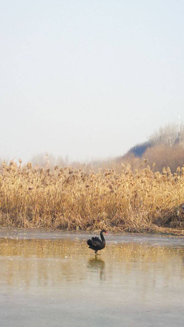 天鹅湖国家城市湿地公园