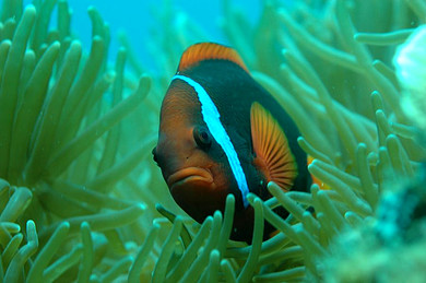 【跟团游】(逸享海岸)海南双飞5天4晚