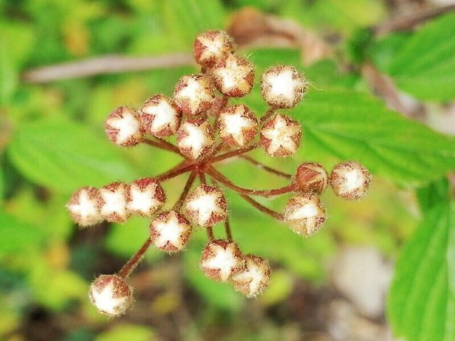 "一个车能到，离山顶大概一个小时不到 ，路上风景一般，能看见一些些小花。去的时候云太多啥也没见_轿顶山"的评论图片