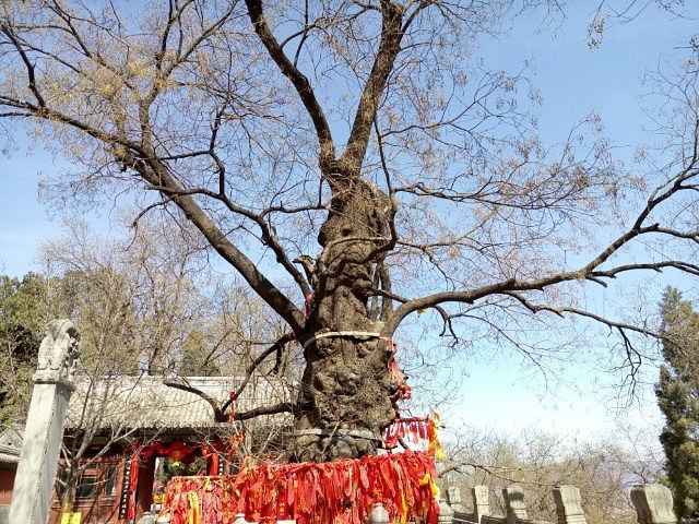 "戒台寺的丁香花和牡丹花很有名，不是花开时节，没看到香雪海的美景，牡丹院也锁着院门不让进_戒台寺"的评论图片