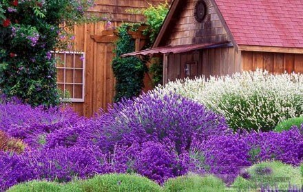 小蚂蚁薰衣草儿童庄园