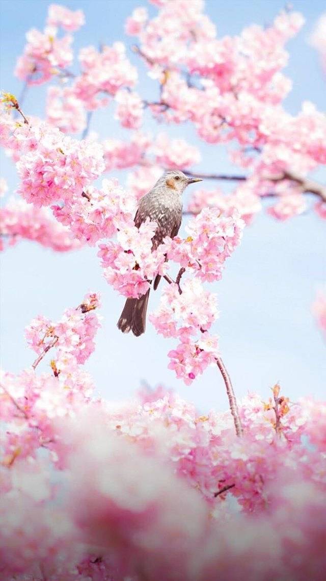 长江药用植物园