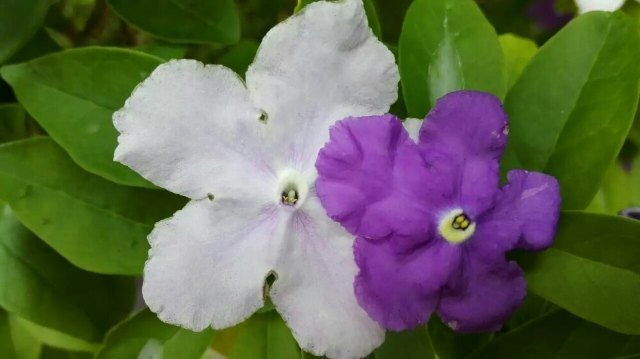 花卉园艺展示馆