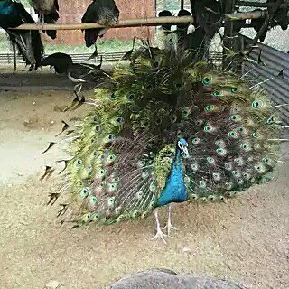 嬉子湖生态旅游区