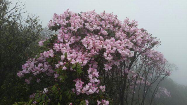 天井山国家森林公园