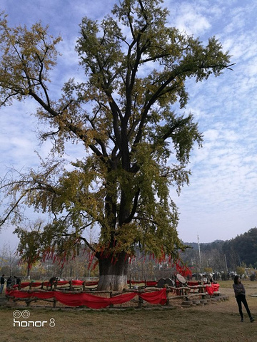 "景点银杏叶很美，有时间可以去感受下，走高速很方便走汉十高速在洛阳店下高速，沿途有路牌指示，下星..._随州千年银杏谷"的评论图片