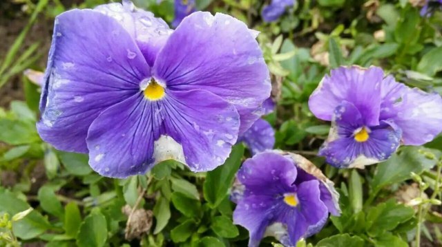 花卉园艺展示馆