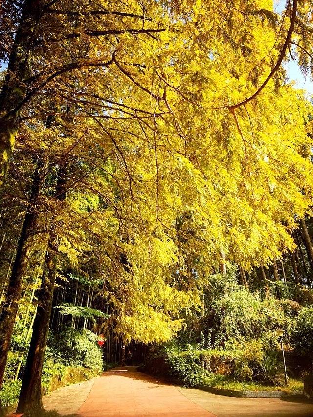 金城山森林公园