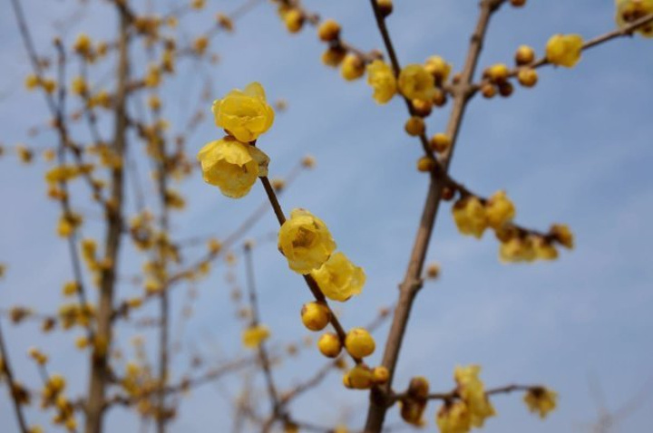 "梅的美丽、梅的风骨、梅的芳香，有如此魅力，非常令人心动。室外，园林小景，别致的田园风格；实在是太美了_鄢陵国家花木博览园"的评论图片