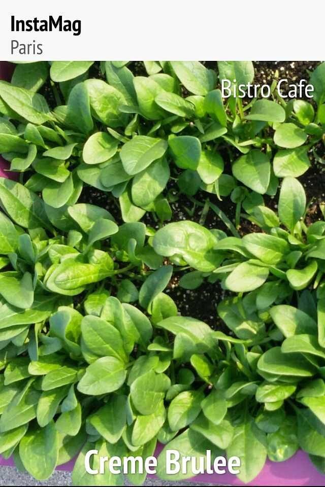 小蜜蜂农场(凯德七宝购物广场七莘路店)