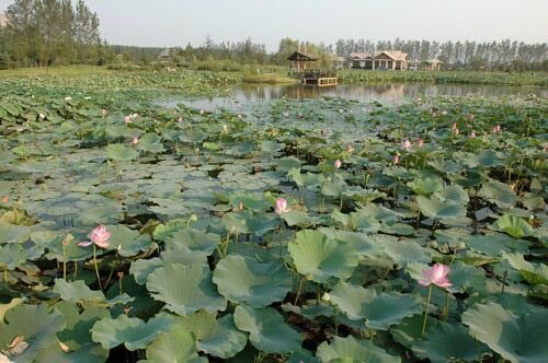 罗庄盛能游乐园