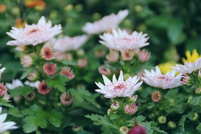 中国有机生活公园