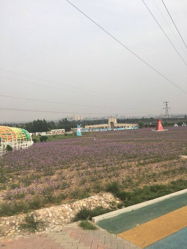 紫海芳庭薰衣草庄园