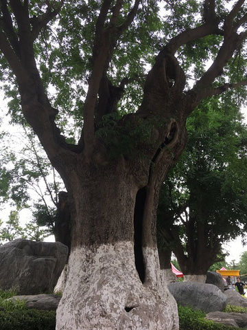 "用旅游年卡免费一次，进去挺震撼人的，整个园林设计感很强，大量的盆栽和石雕布置的立体感特别强_中国唐苑"的评论图片