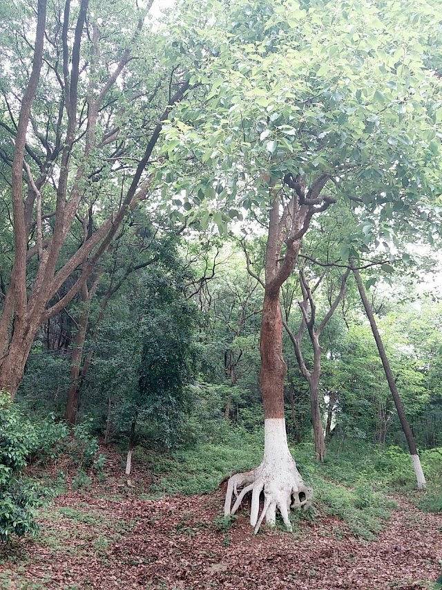 马鞍山森林公园