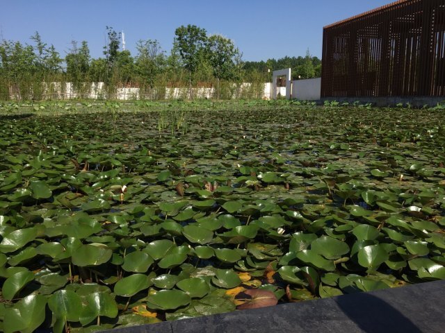 白塘河湿地公园