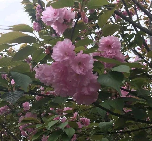 花田广兴宝塔浪漫樱花园
