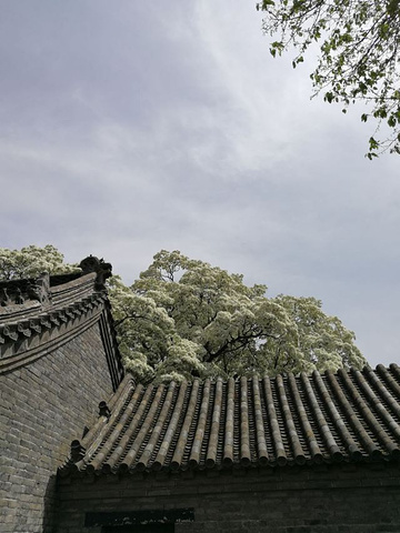 "四月是孟府各种花卉盛开的季节，尤其是那棵百年流苏树，每次开花都吸引很多人来观看_孟府孟庙景区"的评论图片