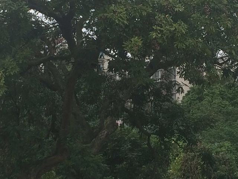张坝桂圆林旅游景点攻略图