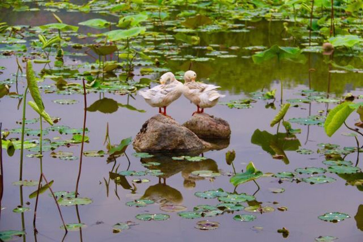 中国最美的村镇&在这里人和自然和谐相处,崇尚耕读文化,充满静谧