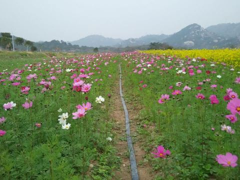 金寿生态园旅游景点图片