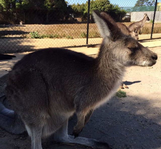 悉尼野生动物园