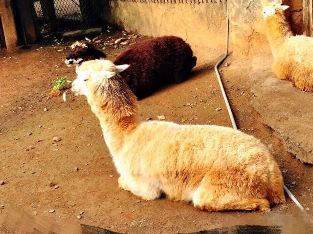 台州湾野生动物园