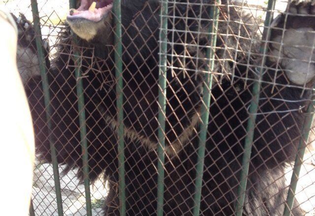 海林横道东北虎林园