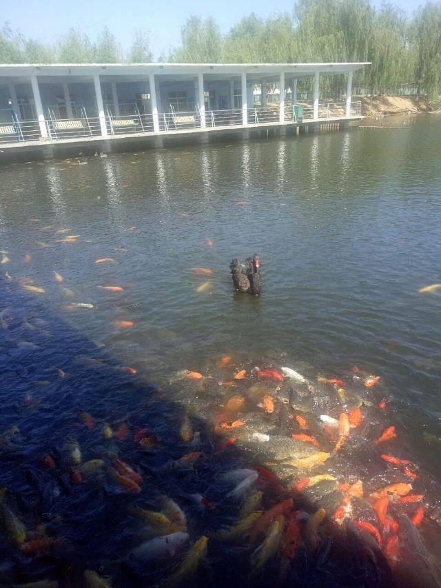 天鹅湖景区