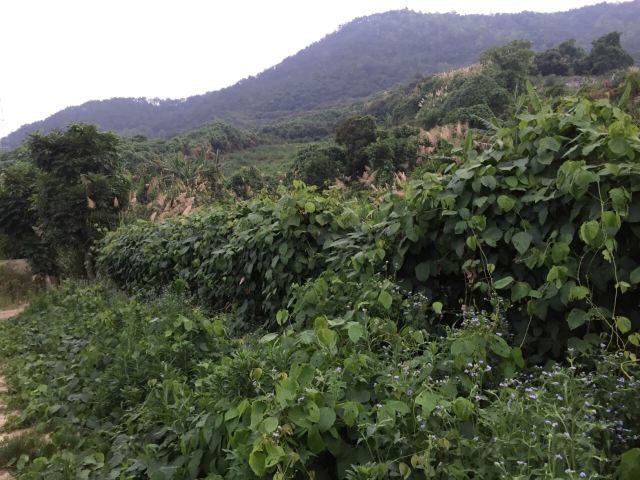 一马树森林公园