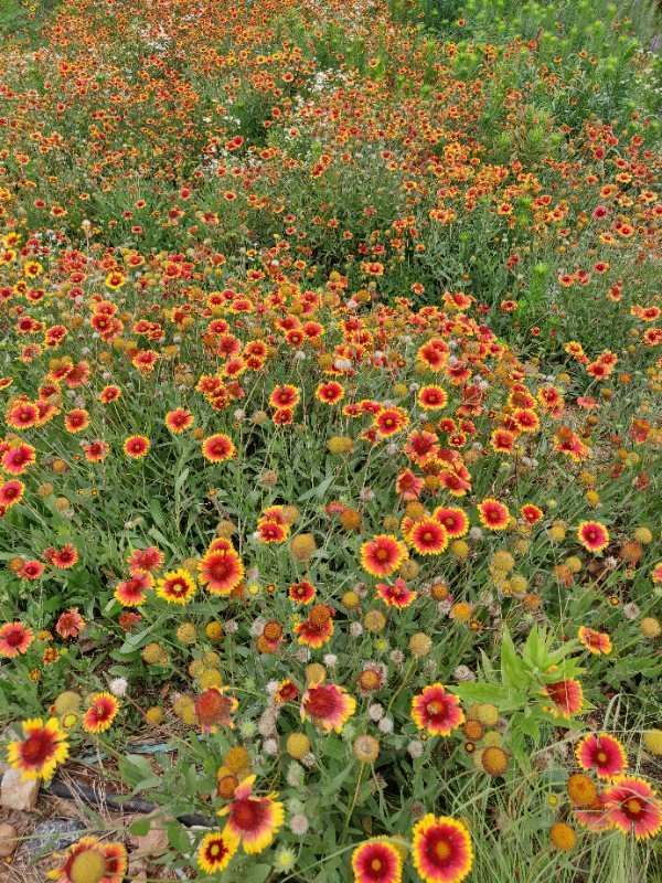 长山薰衣草彩虹小镇