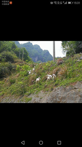 "_中亚楠木林景区"的评论图片