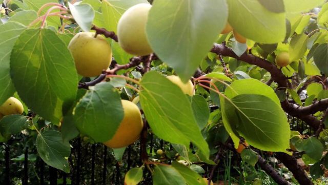 寿光林海生态博览园