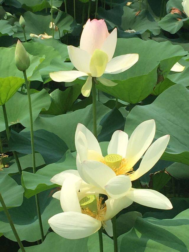 莲花池公园嘉年华