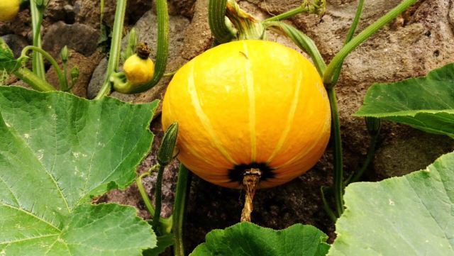 寿光林海生态博览园