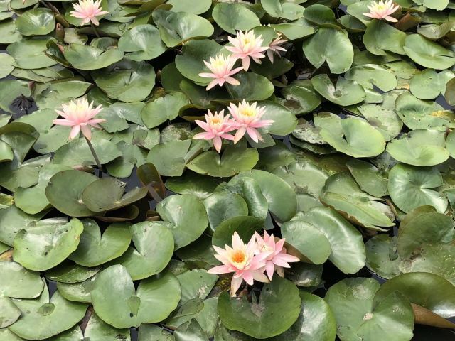 长兴太湖图影湿地文化园