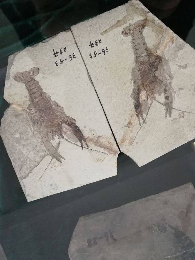 山东省天宇自然博物馆