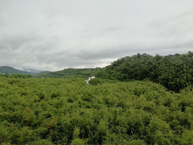 绥江竹海生态旅游景区