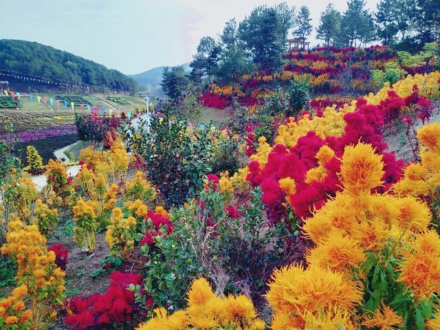 "五脑山森林公园，位于麻城，一般春节前后来这里游玩，以赏茶花为主_五脑山森林公园"的评论图片