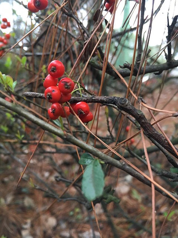 "我们都买东湖几个花园的年票，全年可以进入，当逢盛开的季节景色美极了！特别提醒大家，绿道全程免费_东湖樱花园"的评论图片