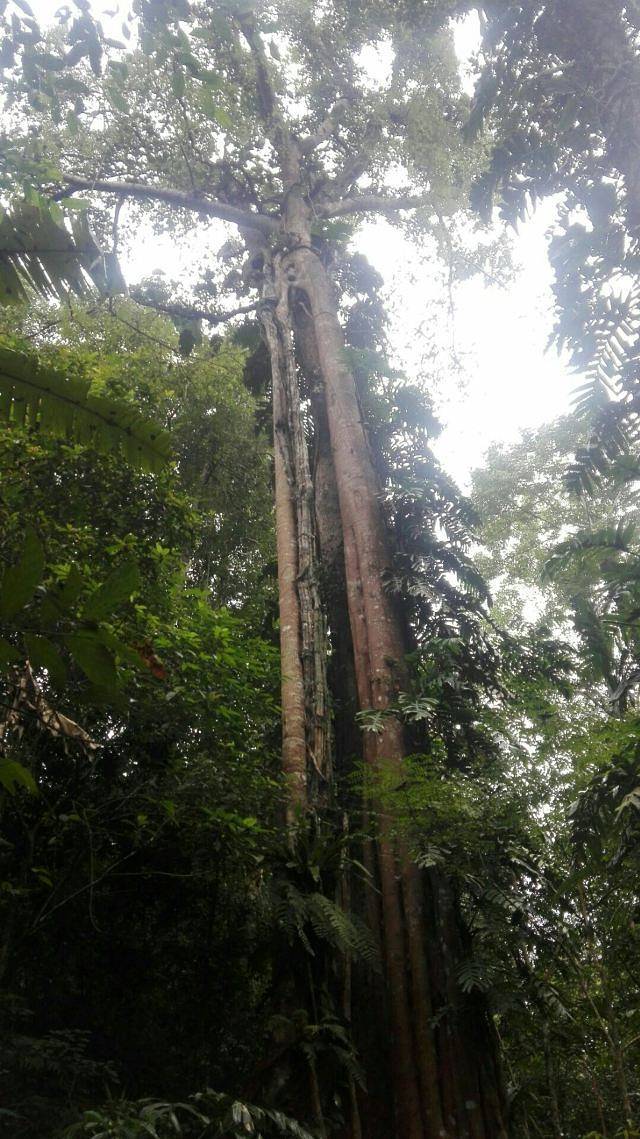 西双版纳雨林谷