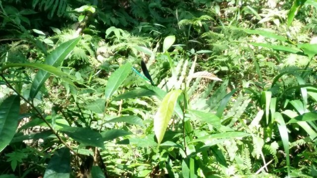 黄金沟森林旅游景区