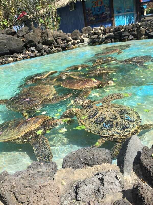 夏威夷海洋生物公园