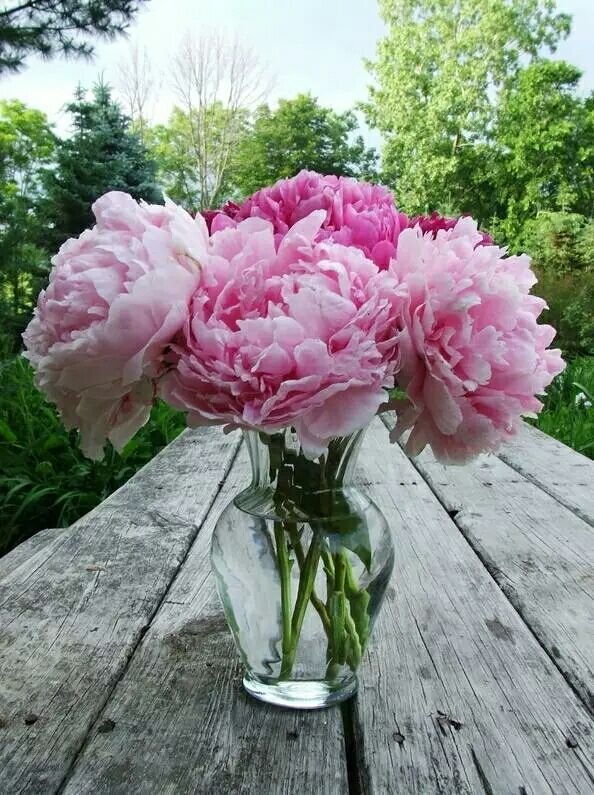 乾陵大唐牡丹园