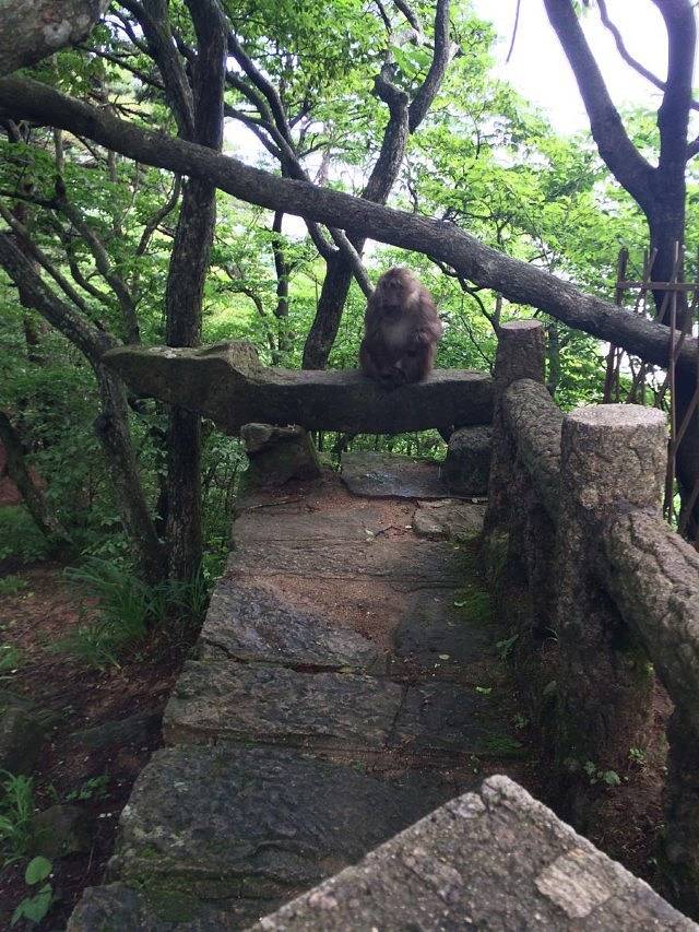 黄山野生猴谷景区