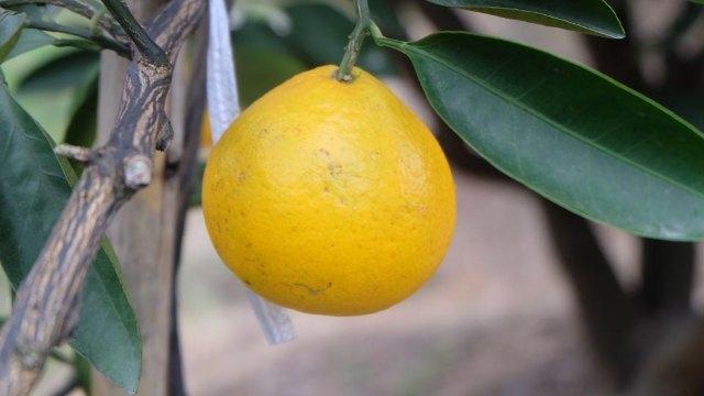 中国柑橘博览园