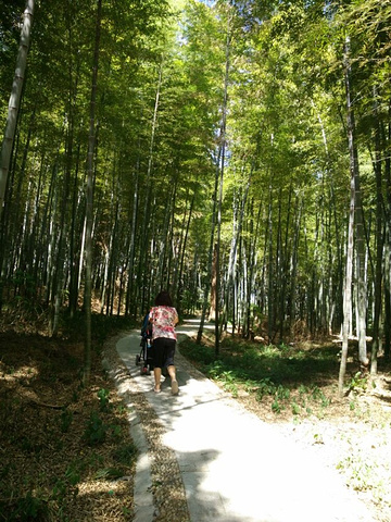 "带着小孩子非常累啊，风景倒还不错，空气也不错，周边没啥吃的，有个游乐园，小小摩天轮，路上花的时..._龙背山森林公园"的评论图片