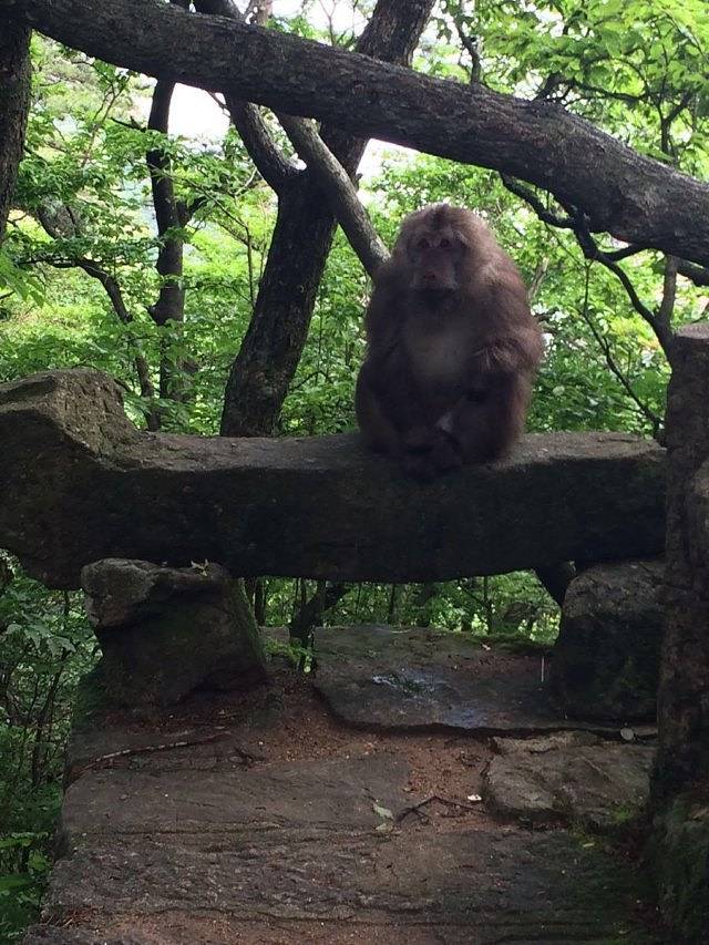 黄山野生猴谷景区