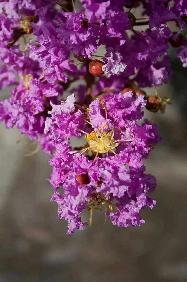 乾陵大唐牡丹园
