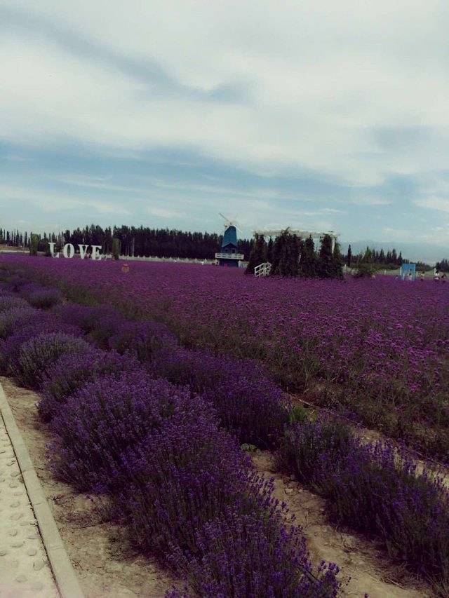 伊帕尔汗薰衣草观光园